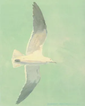 V-62 Ring-Billed Gull